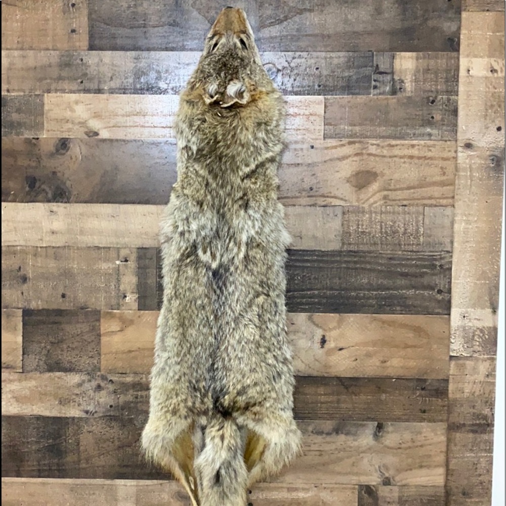 Coyote fur hide wall decor